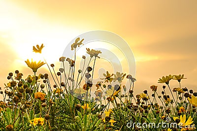 Beautiful yellow daisies with golden sunrise in the background, Copy space Stock Photo