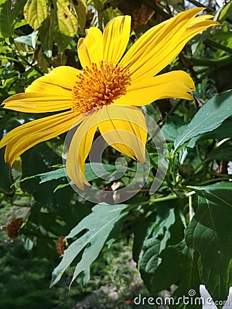 A beautiful yellow daisy flower in the garden Stock Photo