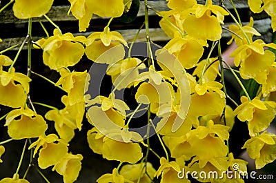 Beautiful yellow dendrobium lindleyi orchid flowers closeup Stock Photo