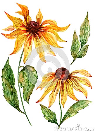 Beautiful yellow echinacea flower coneflower in full bloom on a green stem with leaves. Botanical set. Cartoon Illustration