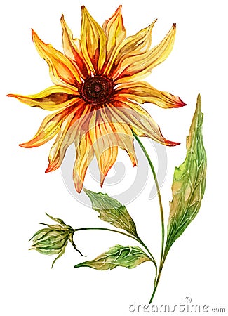Beautiful yellow echinacea flower coneflower in full bloom on a green stem with leaves. Isolated on white background. Cartoon Illustration