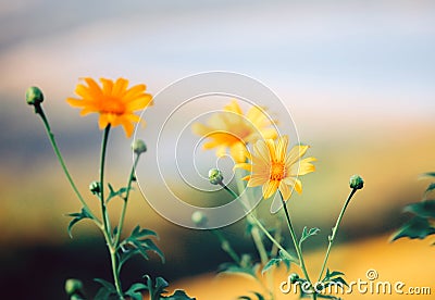 Beautiful yellow False Sunflower (Heliopsis helianthoides) blooming in field Stock Photo