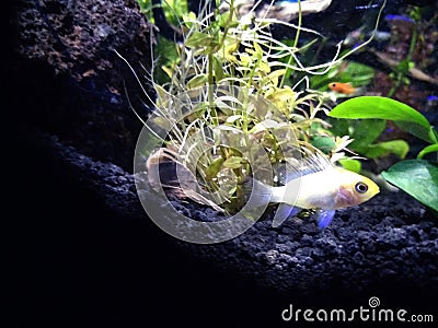 Beautiful Yellow Fish Aquascaping Design Stock Photo