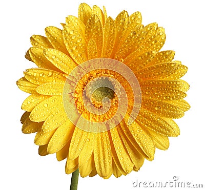 Beautiful yellow flower Stock Photo