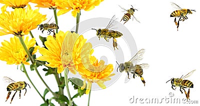 Beautiful yellow flower of Aster and honey bees flying. Polination Stock Photo