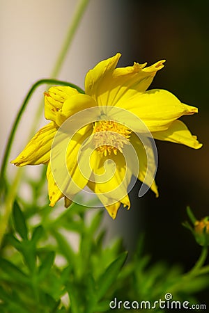 a beautiful yellow flower belonging to the neighbor Stock Photo