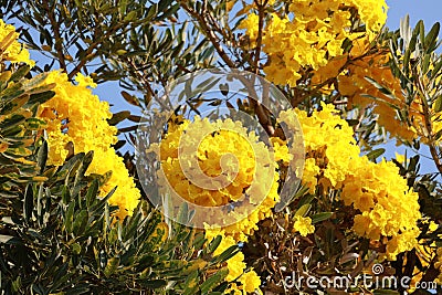 The beautiful yellow flower is called the Priyathorn tree, a perennial flower native to South America. Stock Photo