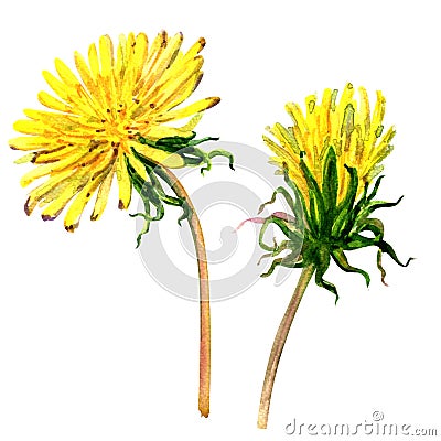 Beautiful yellow flower dandelion isolated, watercolor illustration Cartoon Illustration