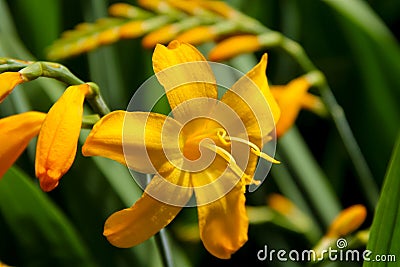 Beautiful yellow flower in full bloom. Stock Photo