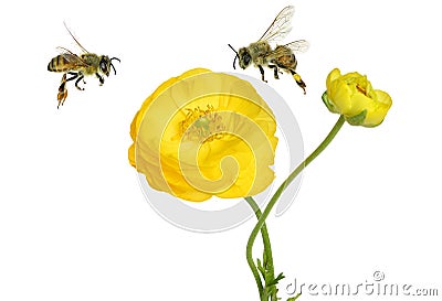 Beautiful yellow flower of a Garden Buttercup and honey bees flying around. Stock Photo