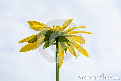 Beautiful yellow flower of Jerusalem artichoke, root - source of inulin Stock Photo