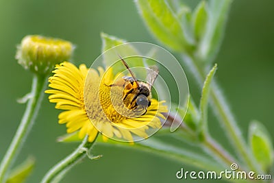 Beautiful yellow flower with a little busy bee shows spring and summer feelings with pollination of spring flowers and blooming ye Stock Photo