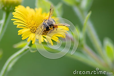 Beautiful yellow flower with a little busy bee shows spring and summer feelings with pollination of spring flowers and blooming ye Stock Photo