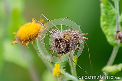 Beautiful yellow flower with a little busy bee shows spring and summer feelings with pollination of spring flowers and blooming ye Stock Photo