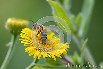 Beautiful yellow flower with a little busy bee shows spring and summer feelings with pollination of spring flowers and blooming ye Stock Photo