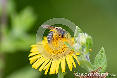 Beautiful yellow flower with a little busy bee shows spring and summer feelings with pollination of spring flowers and blooming ye Stock Photo