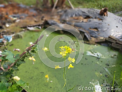 Beautiful yellow flower nature insect Stock Photo