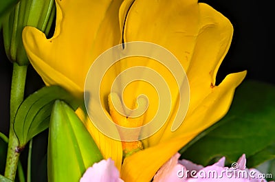 Beautiful yellow flower pistil focused with green and pink highlights Stock Photo