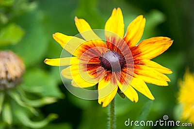 Rudbeckia hirta, commonly called black-eyed Susan on a green meadow in the middle of hot summer Stock Photo