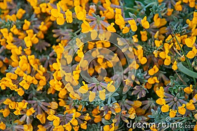 Yellow wild flowerbed Stock Photo
