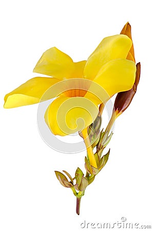 Beautiful yellow flowering Stock Photo