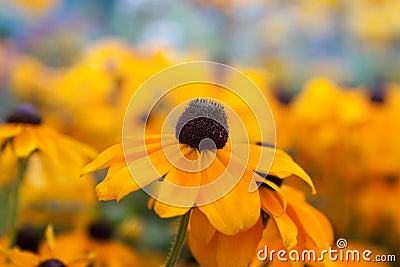 Beautiful yellow flowers Stock Photo