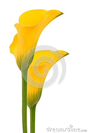 Beautiful yellow flowers Stock Photo