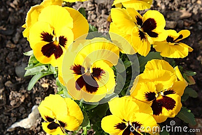 Yellow spring flowers in a garden Stock Photo