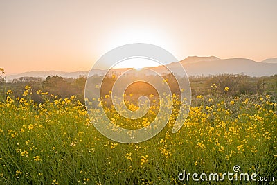 Beautiful Yellow flowers blossoming in sun rise ,Nanohana flowers Stock Photo