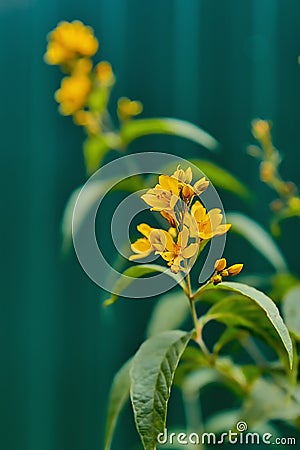 Beautiful yellow flowers close-up on green stems. Photo of flowers with shallow depth of field Stock Photo