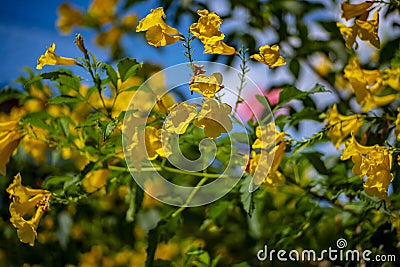 Beautiful yellow flowers, beautiful Gold flower Stock Photo