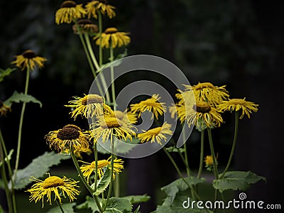 Beautiful yellow flowers of heartleaf oxeye Stock Photo