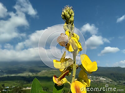beautiful yellow flowers on the mountain Stock Photo