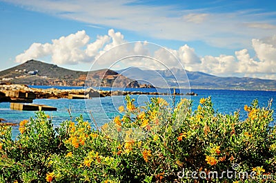 Beautiful yellow flowers over the sea Stock Photo