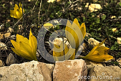 Beautiful yellow flowers blooming in open field Stock Photo