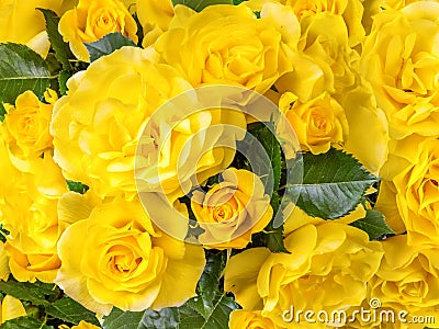 Beautiful yellow Friesia roses shot from above Stock Photo