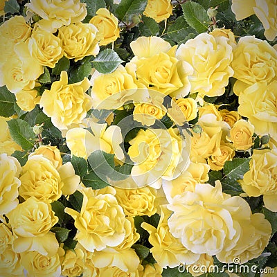 Beautiful yellow Friesia roses shot from above Stock Photo