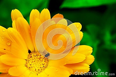 Beautiful yellow Gerbera flower with two tiny black bugs Stock Photo