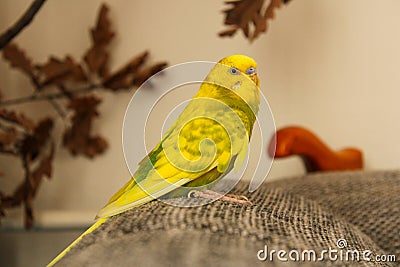 Beautiful Yellow green tigger parrot Stock Photo