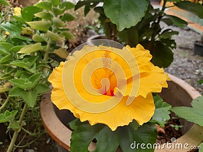 Beautiful yellow hibiscus Malaysia National Flower in the garden. Stock Photo