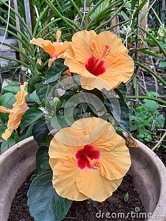 Beautiful yellow hibiscus in the garden. Hibiscus is Malaysia national flower Stock Photo