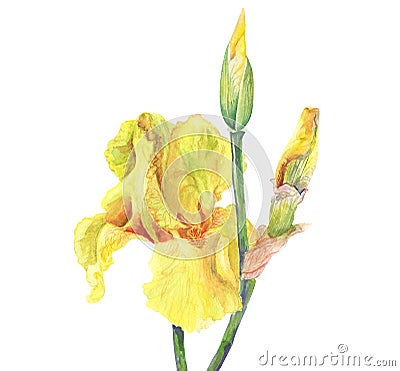 Beautiful yellow iris flowers and buds on white background. Cartoon Illustration