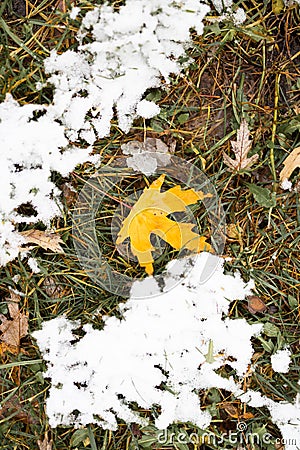 A beautiful yellow leaves in late autumn or early winter under snow. First snow in park. Stock Photo