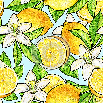 Beautiful yellow lemon fruits and white flowers citrus with green leaves on blue background. Flowers lemon doodle drawing. Stock Photo