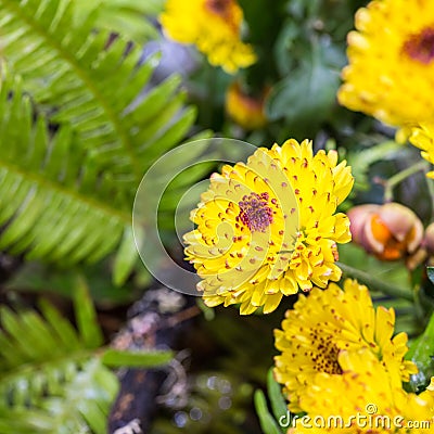 Beautiful yellow little chrysanthemum closeup Stock Photo