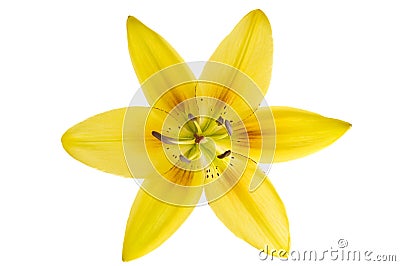 Beautiful Yellow luxury lily flower head isolated on white background. Stock Photo