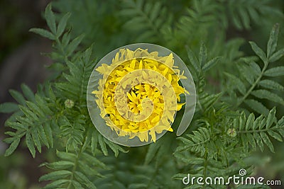 Beautiful yellow Marigold/Calendula flowers. Stock Photo