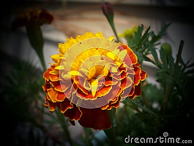 Blooming Marigold - Yellow with Orange Fringe Stock Photo