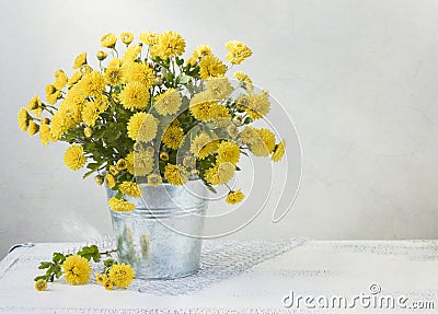 Beautiful yellow mums Stock Photo