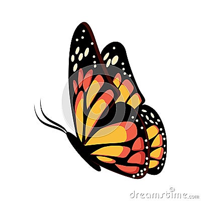 Beautiful yellow and orange sitting or flying butterfly Monarch. Vector Illustration